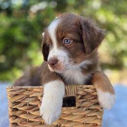 Rolo - Red tri-color male Australian Shepherd puppy in Summerville, South Carolina from Flowertown Aussies