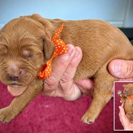 Mr. Orange Collar - Gold male Australian Labradoodle puppy in Wake Forest, North Carolina from Lucky Country Labradoodles