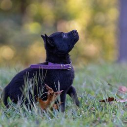 M: Purple Female (Solid Black) - Black brindle female Dutch Shepherd puppy in Alum Creek, West Virginia from Stay Wild K9