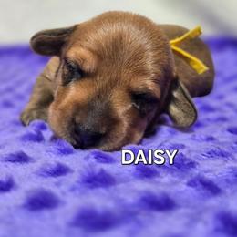 Coming soon - Red female Dachshund puppy in Blair, Oklahoma from North Fork Doxies-Okla