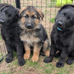 German Shepherd Puppies from League of Shepherds