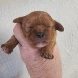 Ruby Jean - Ruby female Cavalier King Charles Spaniel puppy in Albany, Oregon from Hit Parade Cavaliers