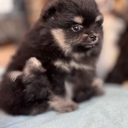 Pomeranian Puppies from BackRoad Pomeranians