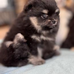 Pomeranian Puppies from BackRoad Pomeranians