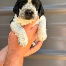 Colt - Black and white male English Springer Spaniel puppy in Uvalda, Georgia from Willow Creek Farms