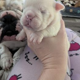 Bulldog Puppies from Hayzlett Family English Bulldogs