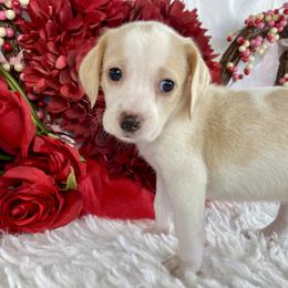Lavander - Lemon and white female Beagle puppy in Katy, Texas from Houston’s Howlin’ Hounds