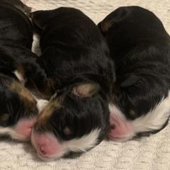 Bernese Mountain Dogs from East Lake Bernese