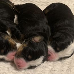 Bernese Mountain Dogs from East Lake Bernese