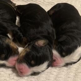 Bernese Mountain Dogs from East Lake Bernese