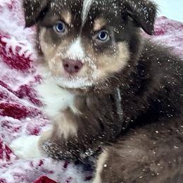 Willis - Red tri-color male Australian Shepherd puppy in Marshfield, Vermont from Discovery Hill Australian Shepherds