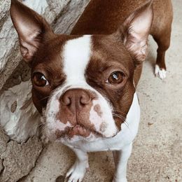 Boston Terriers from Duke’s AKC Boston Terriers
