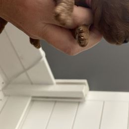 Goldendoodle Puppies from Bo doodles