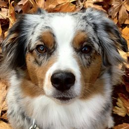 Miniature Australian Shepherds from Trinity Aussies Mini Portland