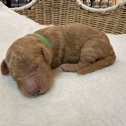 Green - Apricot female Goldendoodle puppy in Clermont, Florida from Da Ruba Doodles