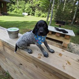 German Shorthaired Pointer Puppies from Bee Stepien