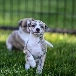 Whippet Puppies from Winstar Whippets