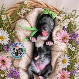 Clover - Black female Miniature Schnauzer puppy in Magalia, California from NorCal Schnauzers
