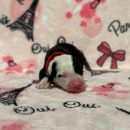 MUFFIN - Black and white female Sheepadoodle puppy in Riverside, California from Downtown Doodles & Frenchies