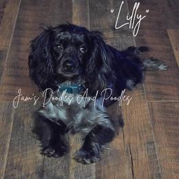 Lilly - Cockapoo