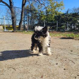 Long Haul's N'Ever Ending Claim to Fame - White and black male Chinese Crested puppy in New Castle, Pennsylvania from Long Rotts & Long Haul Cresteds