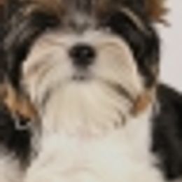 Biewer Terriers from Yoli's Yorkies