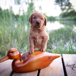 Girl 5 - Dark golden Golden Retriever puppy in Anderson, California from Redtail Golden Retrievers