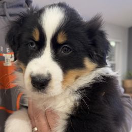 BTM - Black tri-color Australian Shepherd puppy in Manchester, Iowa from Lone Willow Aussies