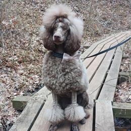 Velvet - Poodle