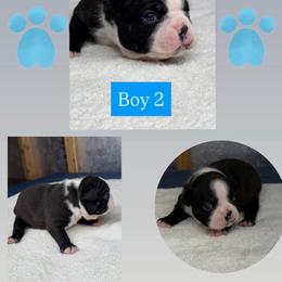 Z. Boy 2 - Black and white male Boston Terrier puppy in Mc Donough, Georgia from Ballard Boston Terriers