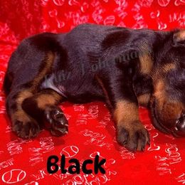 Black - Black and rust male Doberman Pinscher puppy in Louisville, Kentucky from Ruiz Dobermans
