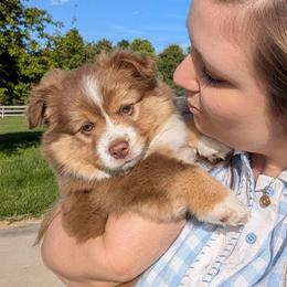 Briar - Red tri-color male Miniature American Shepherd puppy in Harrisonville, Missouri from Trailside Mini Aussies