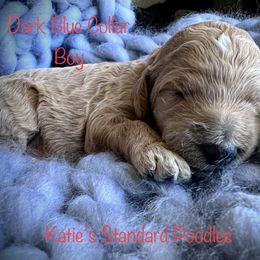 Poodle Puppies from Katie’s Standard Poodles