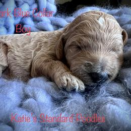 Poodle Puppies from Katie’s Standard Poodles