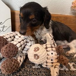 Oreo - Piebald male Dachshund puppy in Keota, Oklahoma from Skyview Doxie Ranch