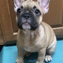 French Bulldog Puppies from Lola’s Frenchies