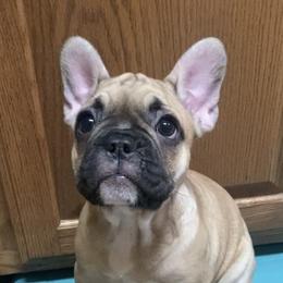 French Bulldog Puppies from Lola’s Frenchies