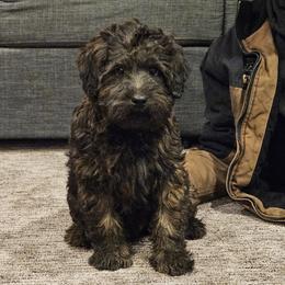 Grahm - Wheaten male Whoodle puppy in West Bend, Iowa from Blue Skies Terriers