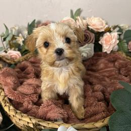 Gorgeous Blonde Female - Gold female Yorkshire Terrier puppy in Benson, Arizona from Happy Tails Yorkies