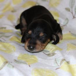 Zippy - Black and tan male Dachshund puppy in Staley, North Carolina from Langley Farms Dachshunds