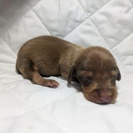 7 Chocolate based Shaded Red - Red female Dachshund puppy in Central Point, Oregon from MRS Long Dog Ranch