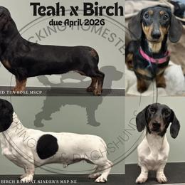 Dachshund puppies from Clucking Homestead Springers & Dachshunds