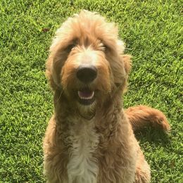 Stella - Goldendoodle