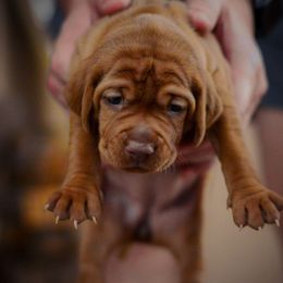 Girl 1 - Rust female Vizsla puppy in Burleson, Texas from Ana Lane Vizslas