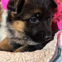 Boy 2 - male German Shepherd puppy in Nokesville, Virginia from Blauen Bergen
