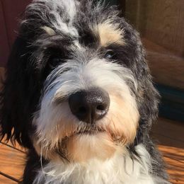 Assorted Doodle Crosses, Bernedoodles, and Goldendoodles from Erica’s Doodles