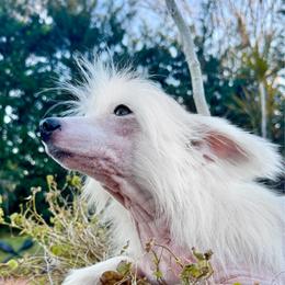 Mystique - White female Chinese Crested puppy in Lutz, Florida from Halcyon Chinese Cresteds