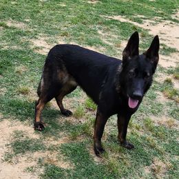 Ziva - German Shepherd