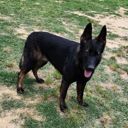 Ziva - German Shepherd