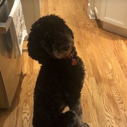 Maggie - Poodle